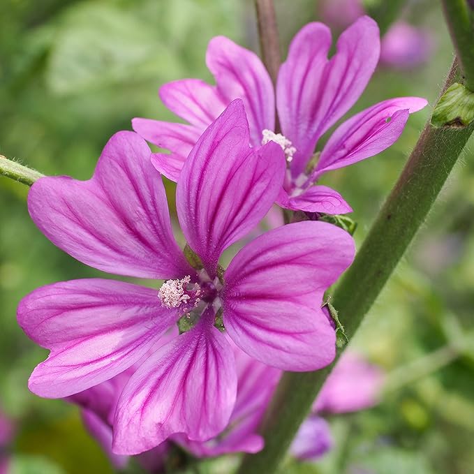 Mallow Malva sylvestris Zebrina Flowering Seeds For Planting in backyard garden or wildflower beds