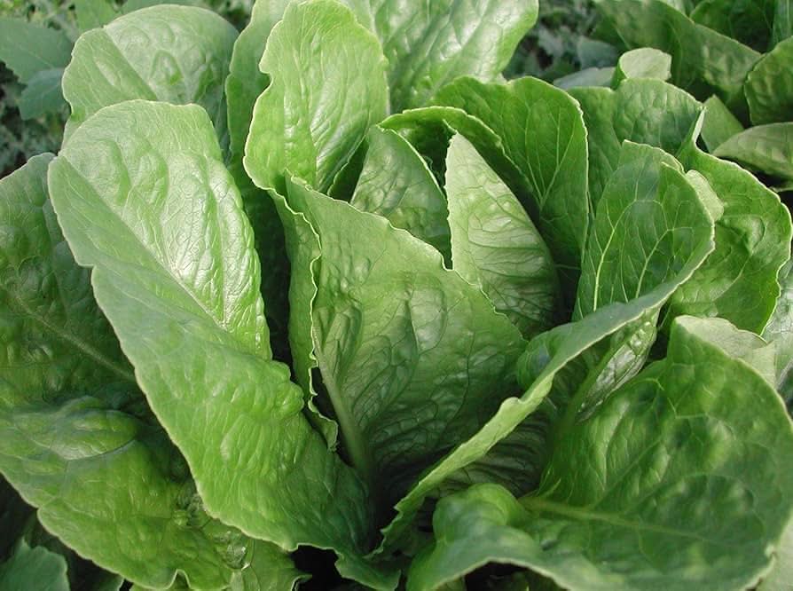 Parris Island Cos Romaine Lettuce Heirloom Vegetable Seeds