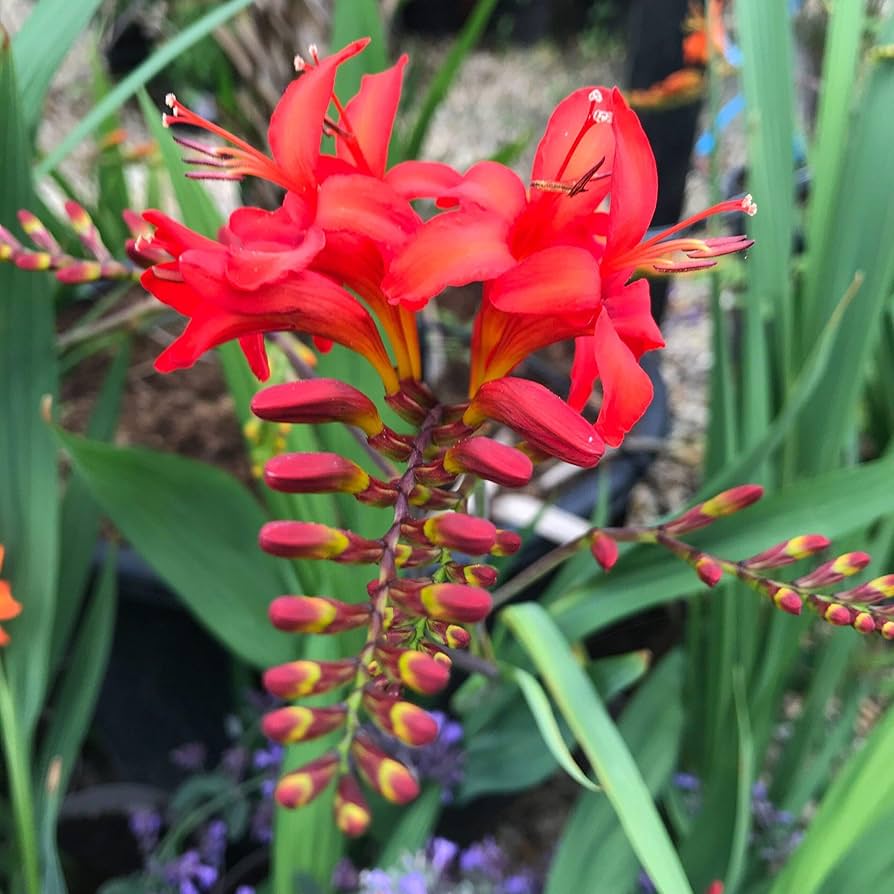 Crocosmia Montbretia Lucifer Corms – Fiery Red Blooms Dug from Home Garden