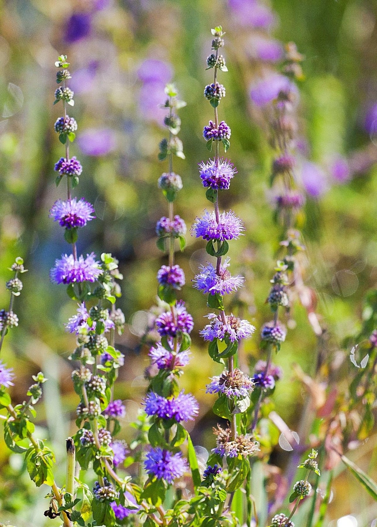 Purple Pulegium Flower Seeds for Planting