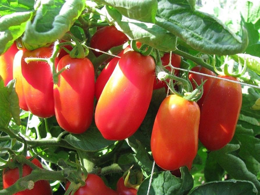 Tomato Solanum lycopersicum Spanish vegetable seeds for planting in kitchen garden or grow bags