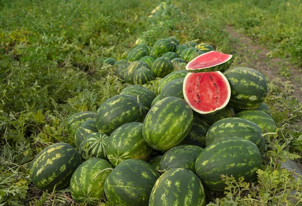 Green Flesh Watermelon Bonsai Seeds