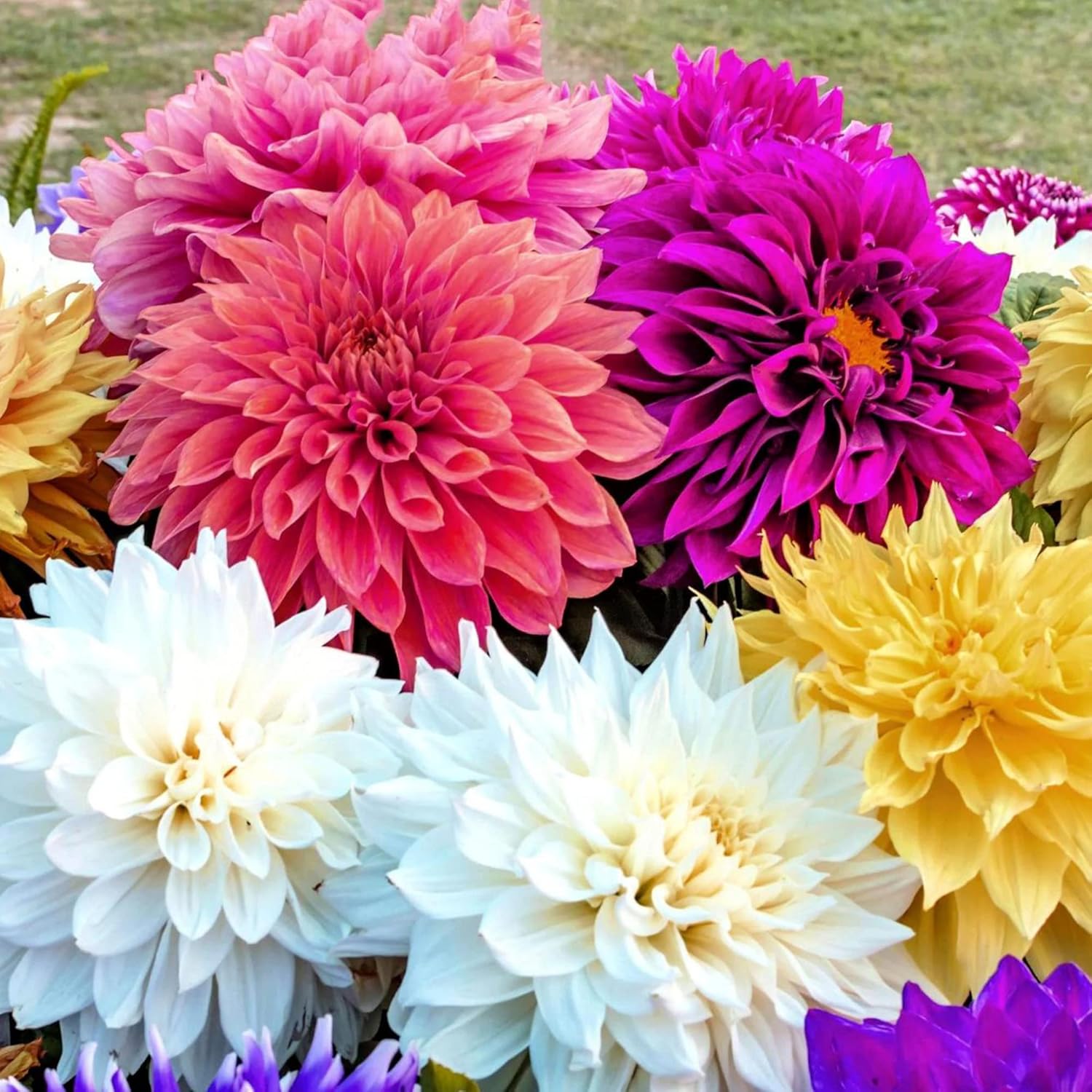 Dinnerplate Dahlia Seeds