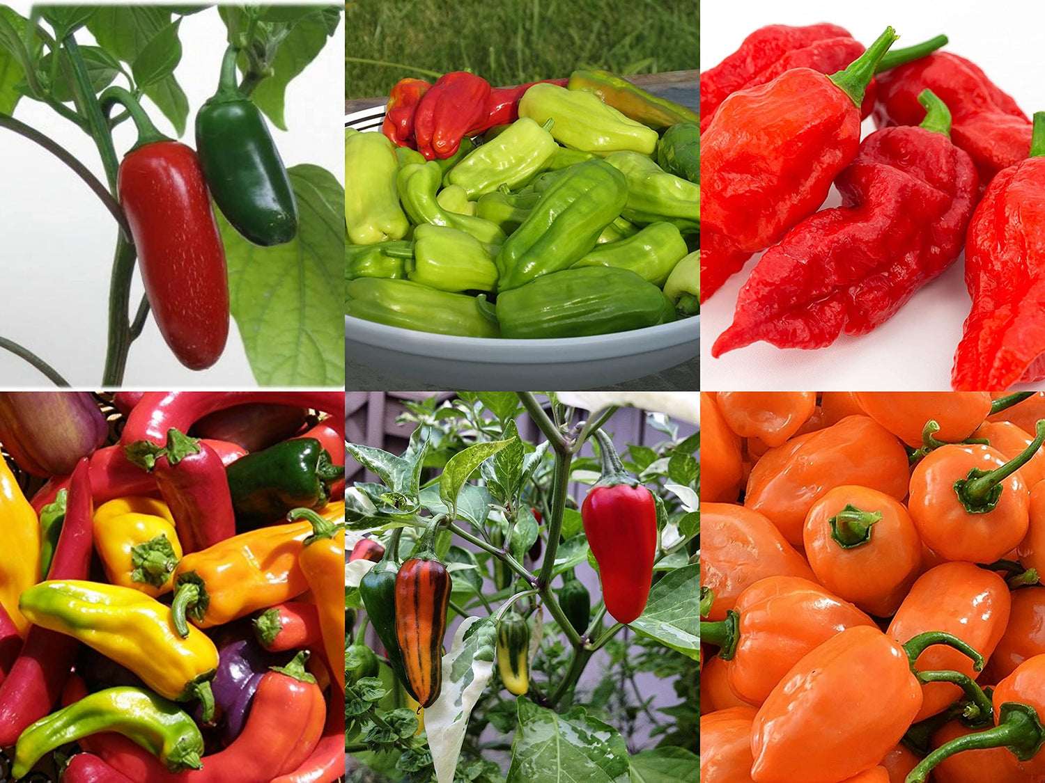 Fire Mix Pepper Seeds Heirloom Non-GMO High Germination Organic Garden Seeds