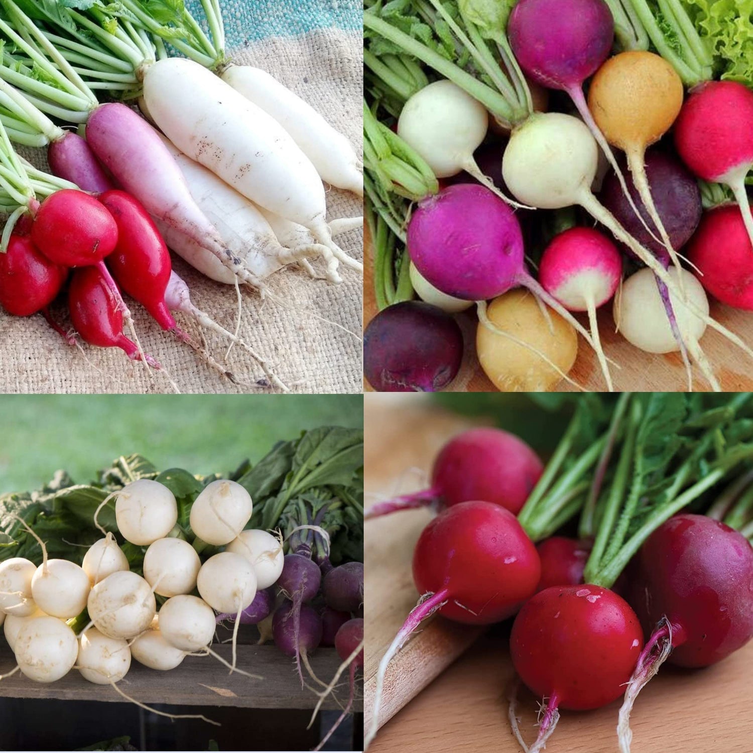 Radish Seeds for Planting Multi-Colour
