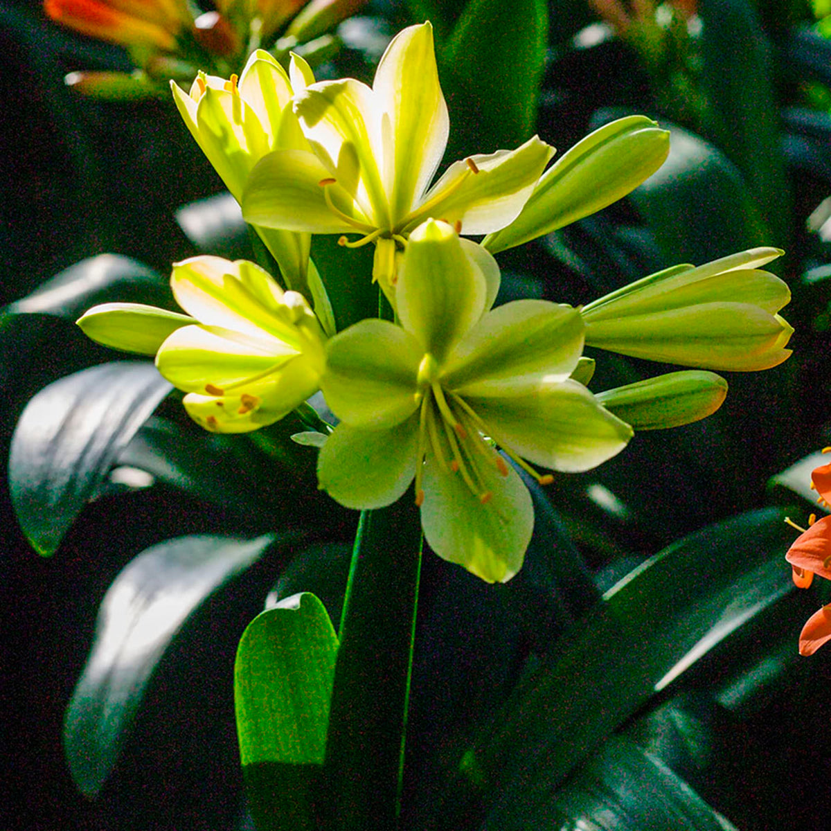 Clivia Miniata Seeds for Planting for shade gardens and pots