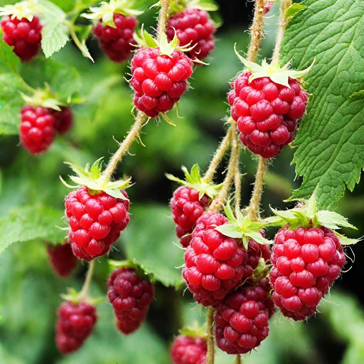 Rove Raspberry Seeds Seeds Fruit Seeds Bulk Seeds – Heirloom, Non-GMO, High Germination Organic Garden Seeds