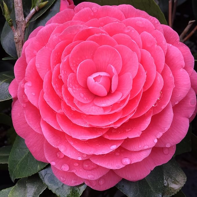 Camellia Camellia japonica flower seeds for planting in home garden or shaded borders