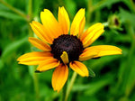 Close-up of detailed petals and dark centers.

