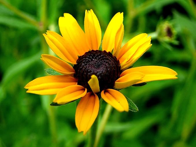 Close-up of detailed petals and dark centers.

