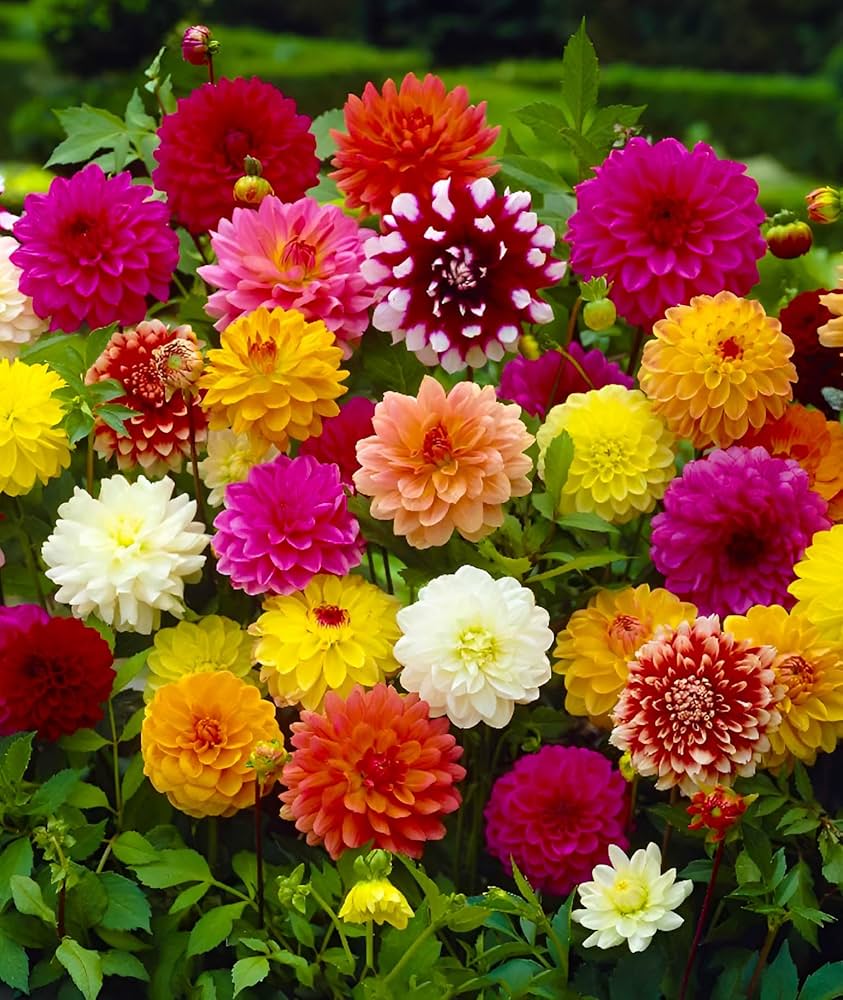 Dahlia Pompon Mix flower seeds