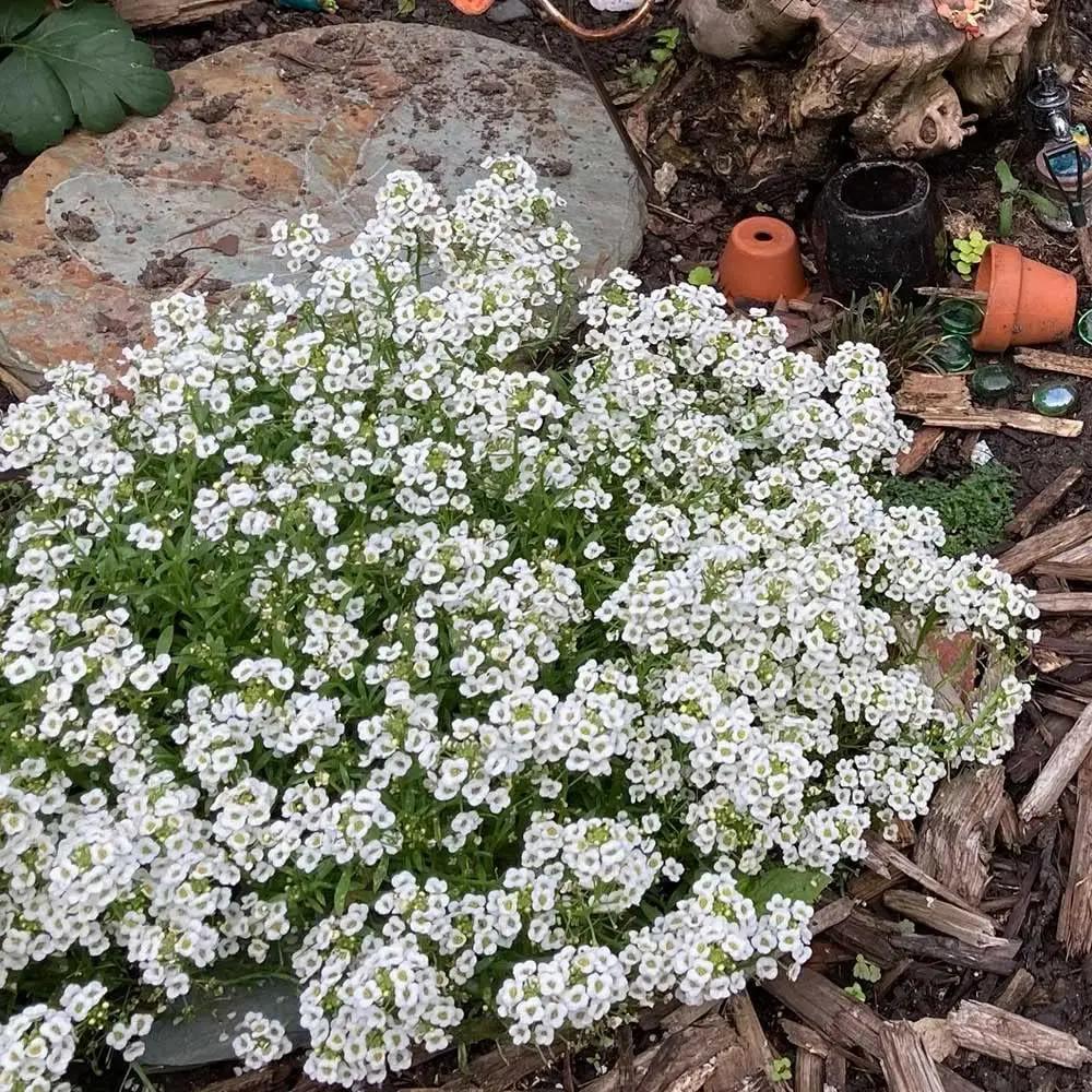 Myosotis Flower Seeds White for Planting, NON GMO Seeds for planting in home garden