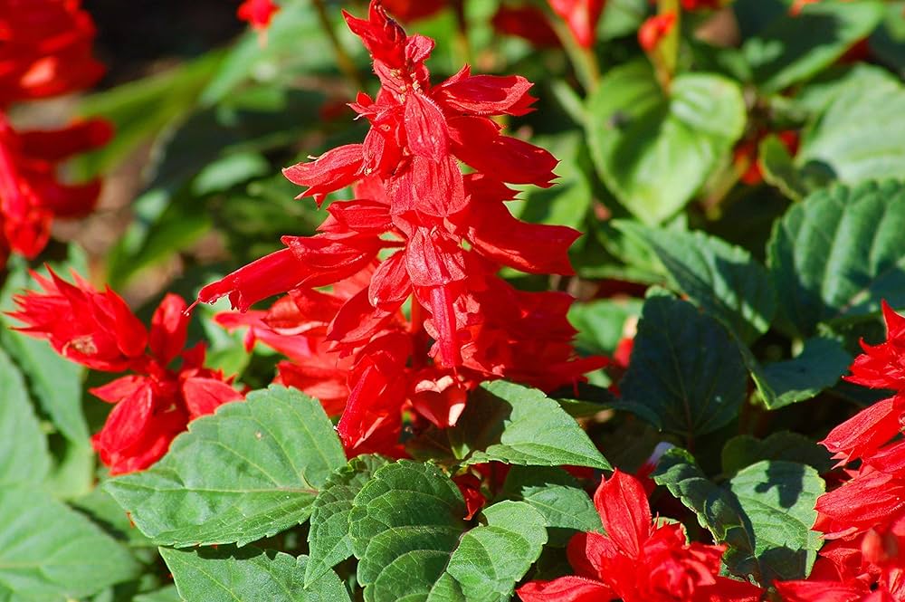 Salvia Honeydew flower seeds for outdoor planting
