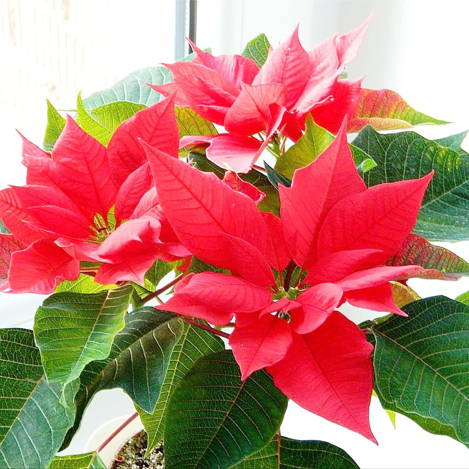 Poinsettia Seeds