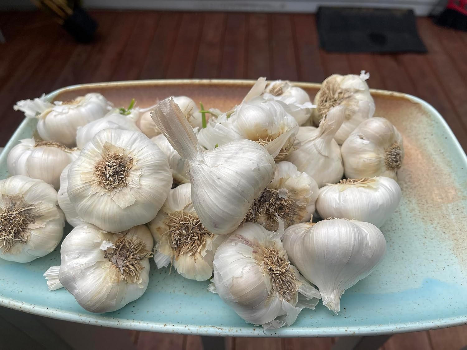 Garlic California Select Bulbs