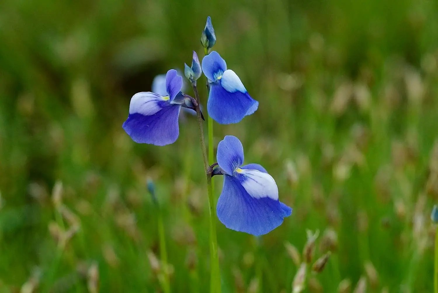 Utricularia Flower Seeds Blue for Planting, NON GMO Seeds Dhara Seeds
