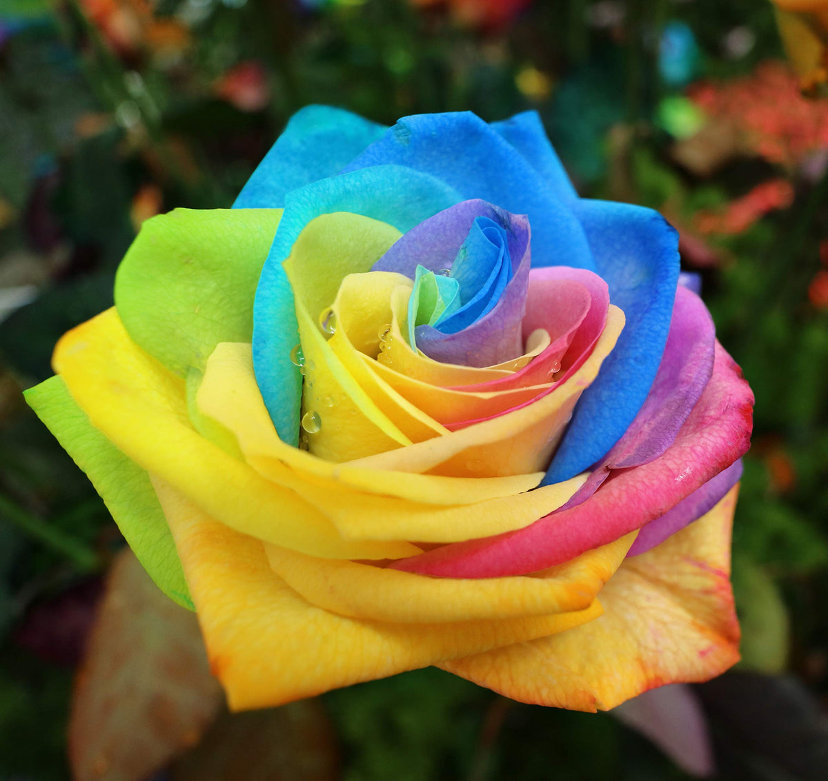 Mystic Rainbow Rose Rosa hybrida seeds for planting in flower bed