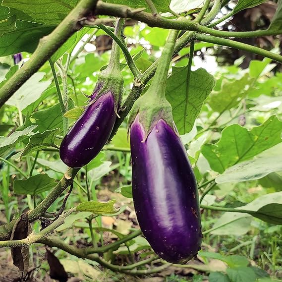 Eggplant Solanum melongena Long Purple vegetable seeds for planting in home garden or containers
