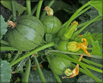 Dark green zucchini (Cucurbita pepo) seeds for summer planting