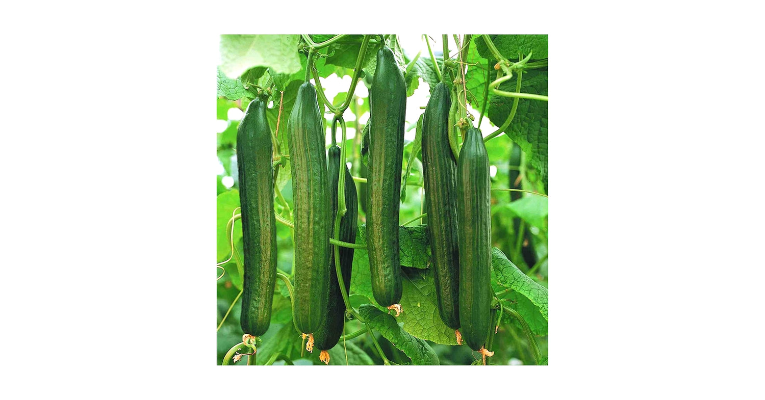 Telegraph Cucumber Seeds for Planting Cucumis sativus for Urban Garden and Vegetable Patch