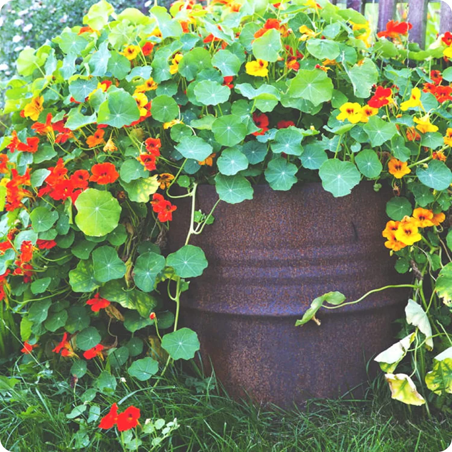 Scarlet Red Nasturtium Flower Seeds Hybrid Climber for Air-Purifying Gardens