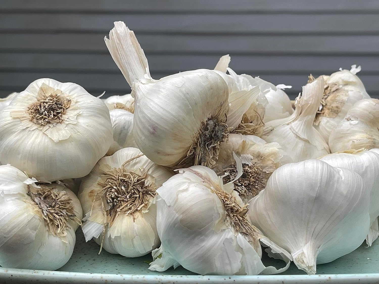 Garlic California Select Bulbs