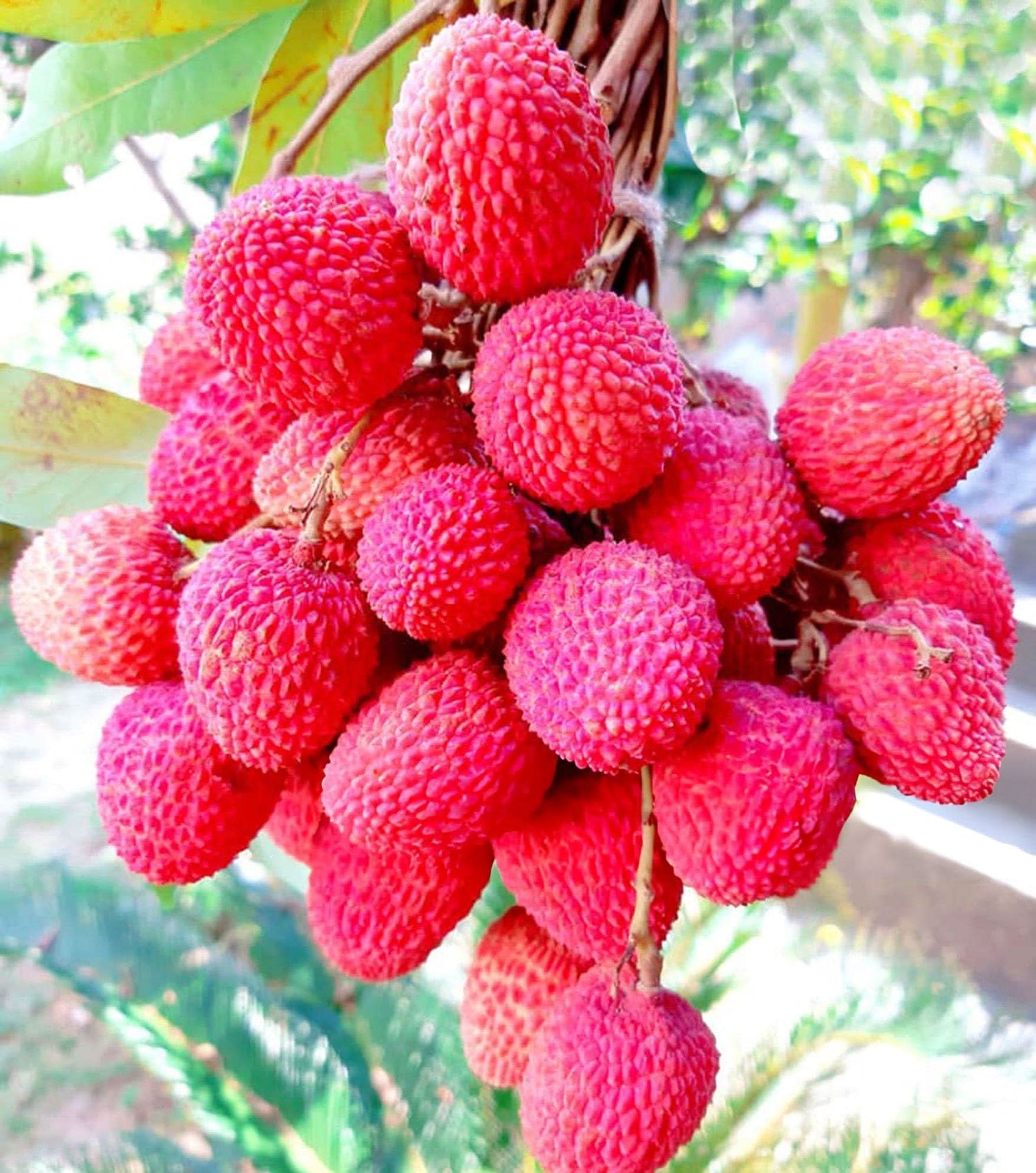 Red Lychee Fruit Seeds for Growing Sweet and Exotic Lychee Fruits