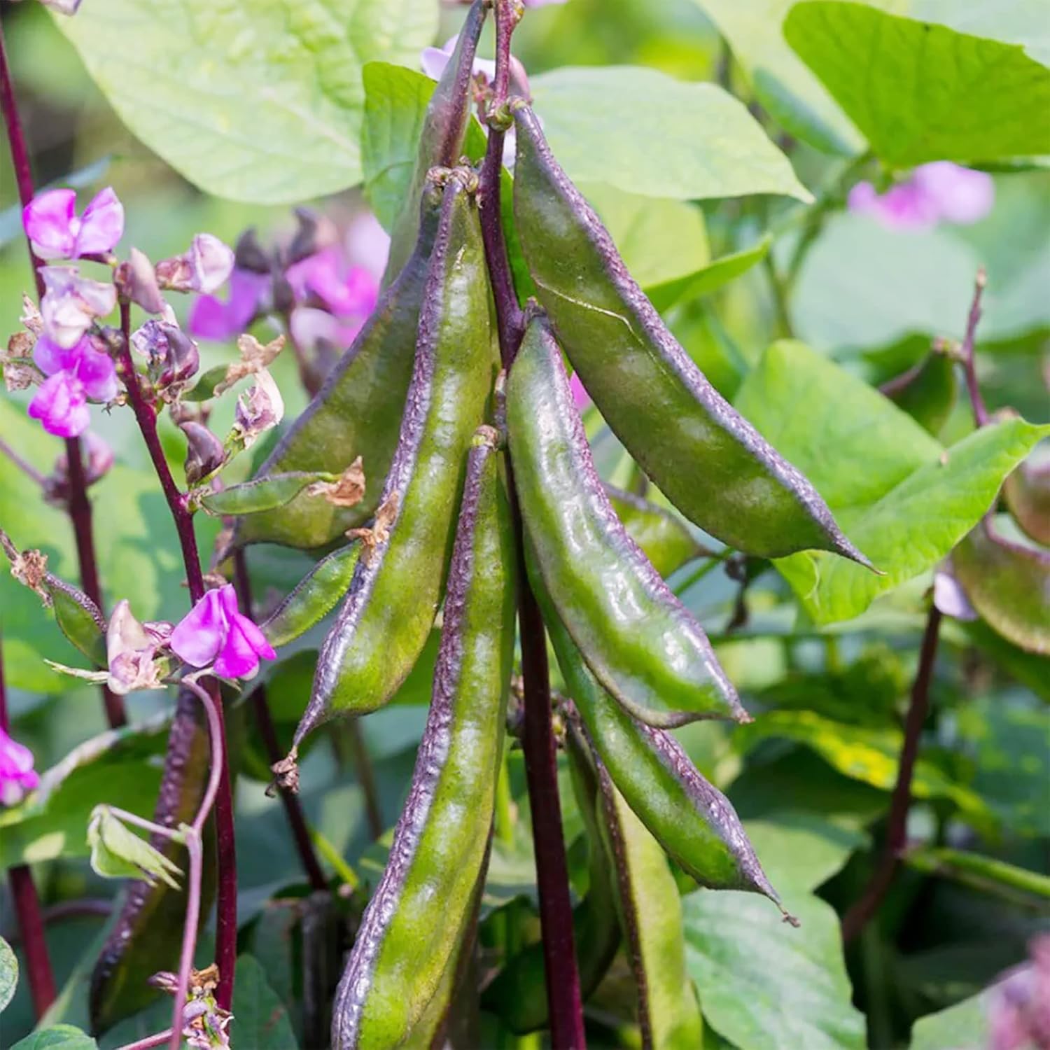 Hyacinth Bean Seeds