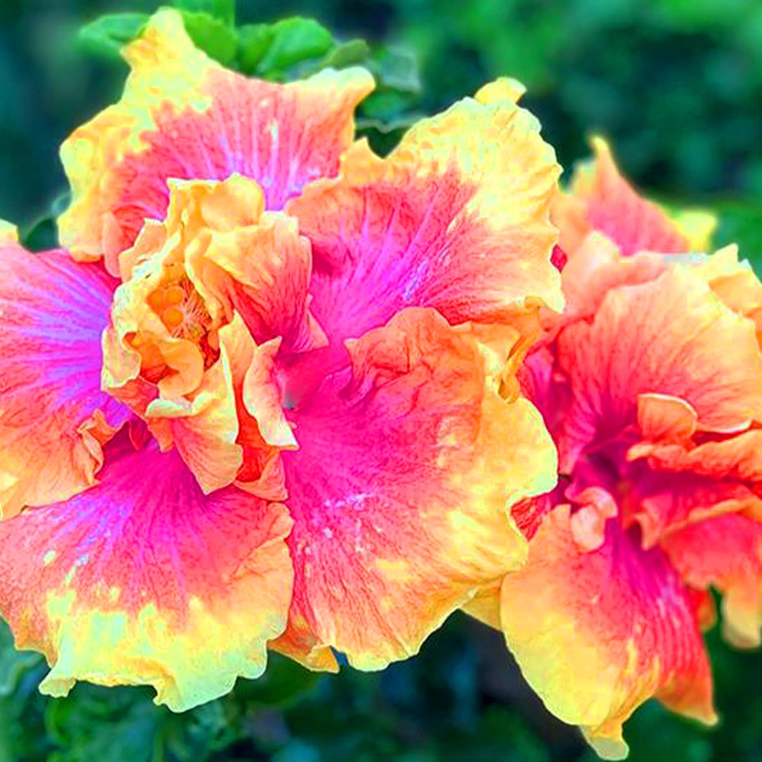 Double Pink Yellow Hibiscus Seeds