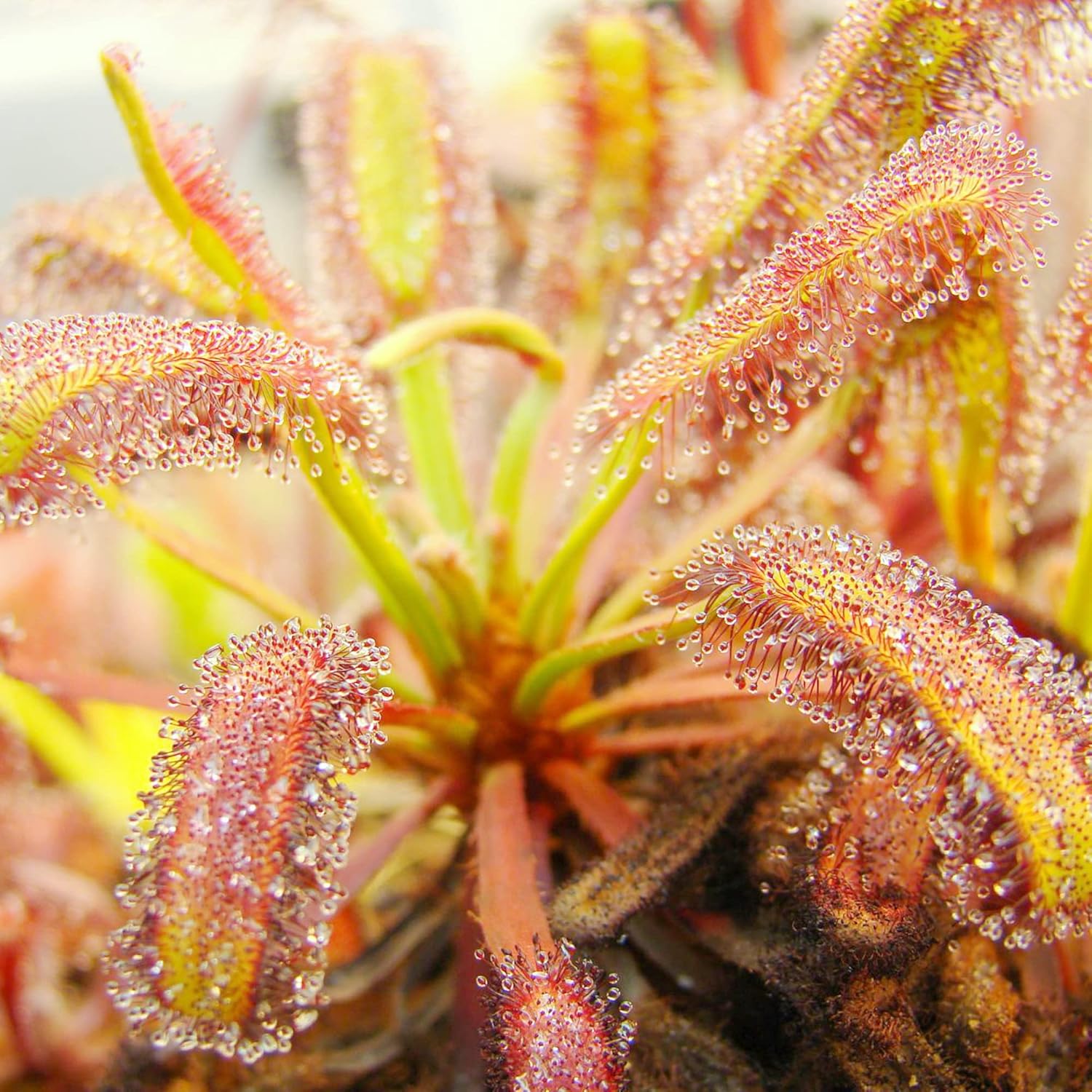 Sundew Seeds