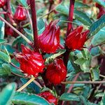 Florida Cranberry Vaccinium vitis-idaea for planting in berry patch