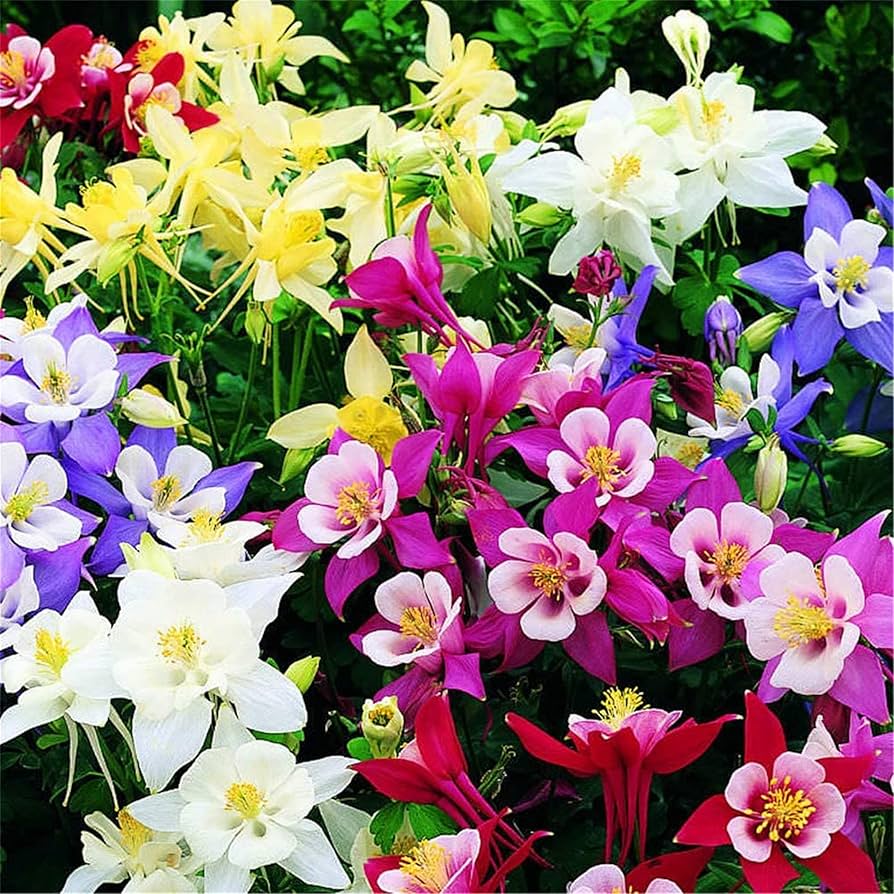 Columbine Aquilegia Canadensis Canadian Flower Seeds for Planting – Perfect for Pollinator-Friendly Home Garden
