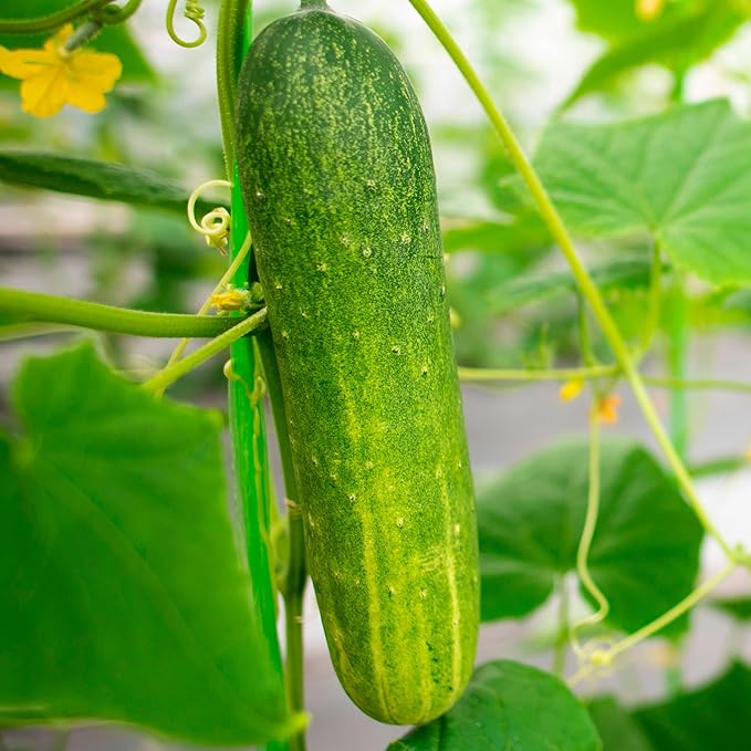 Cucumber Vegetable Seeds for Planting