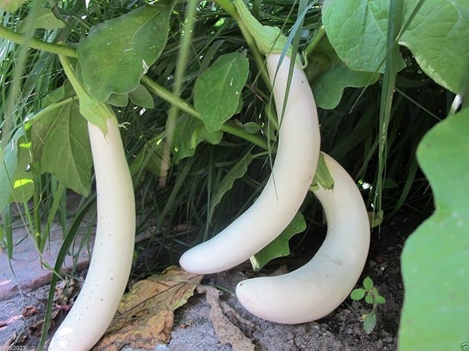 Early Ripening White Long Eggplant for vegetable garden planting