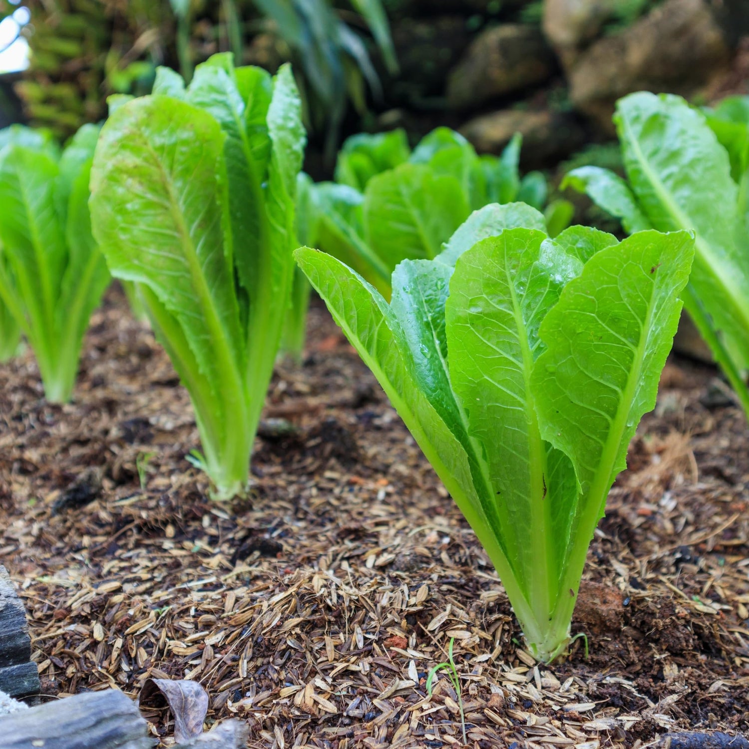 Lettuce Vegetable Seeds White Green for Planting - heirloom & Non-GMO Seeds