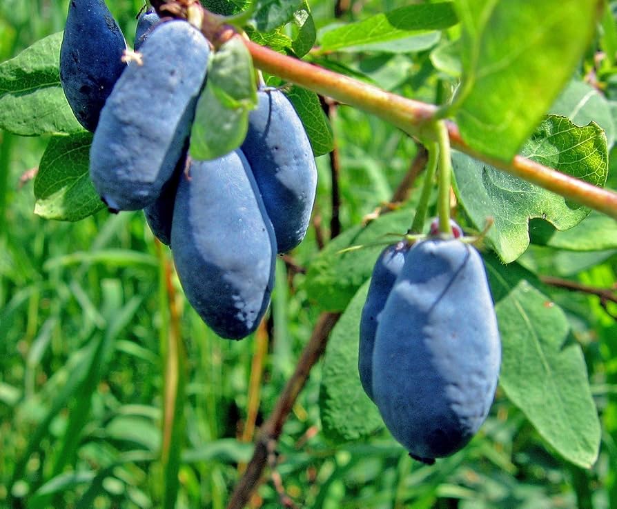 Lonicera Borealis Honeyberry Seeds