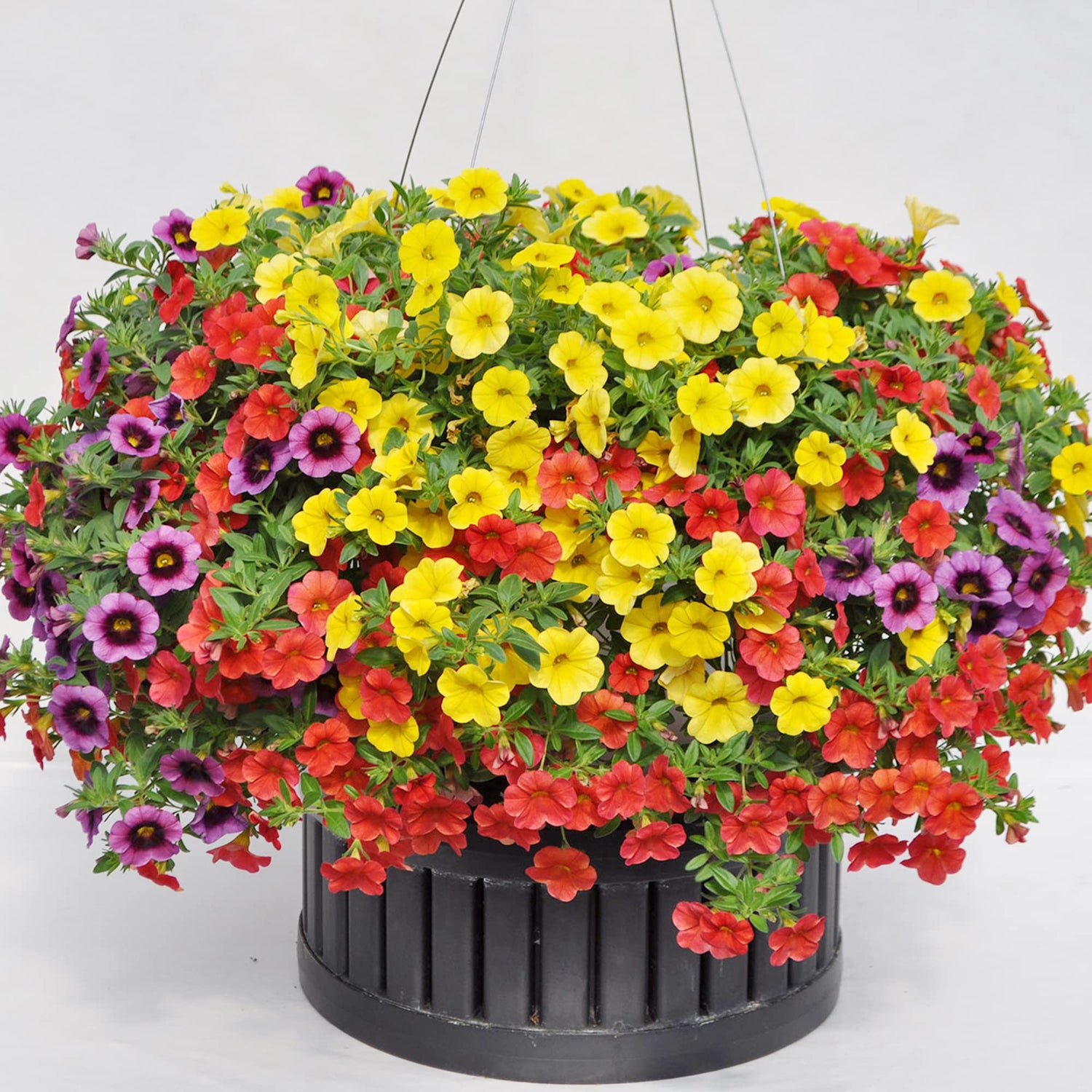 Calibrachoa Million Bells Flower Seeds