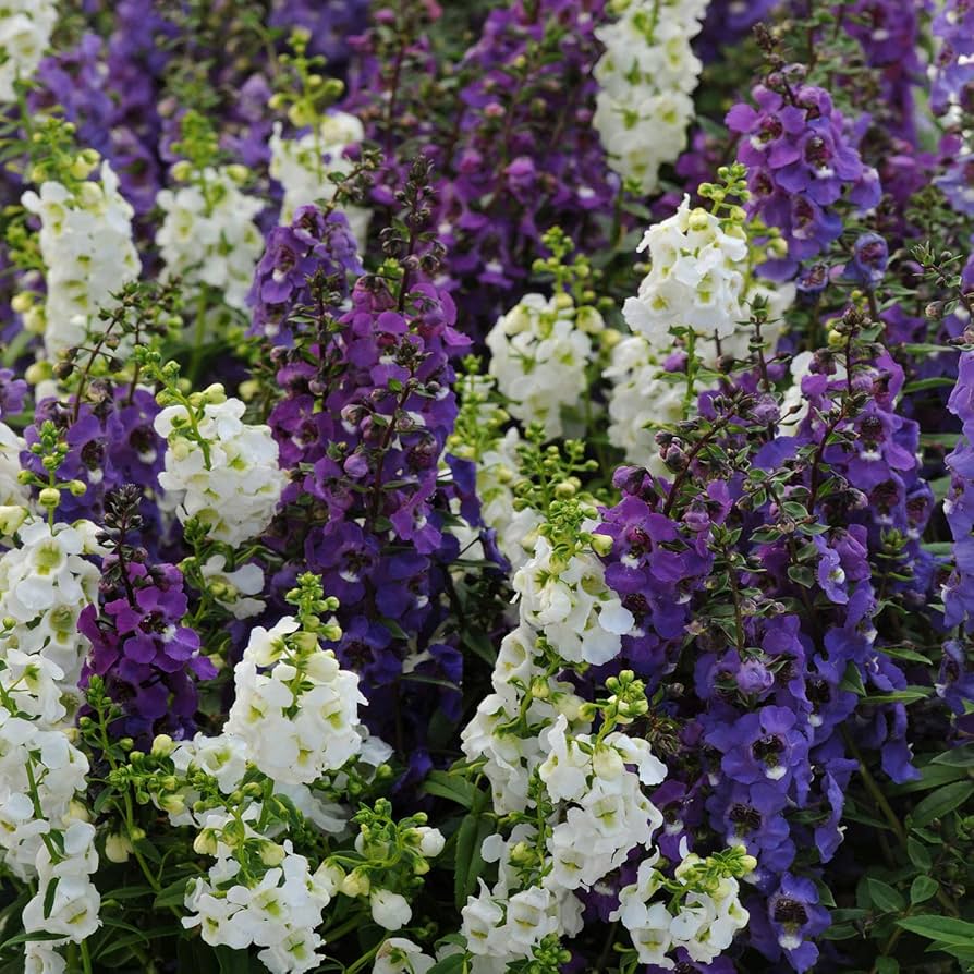 Angelonia Serena Blue Angelonia angustifolia Seeds for Planting for Flower Bed