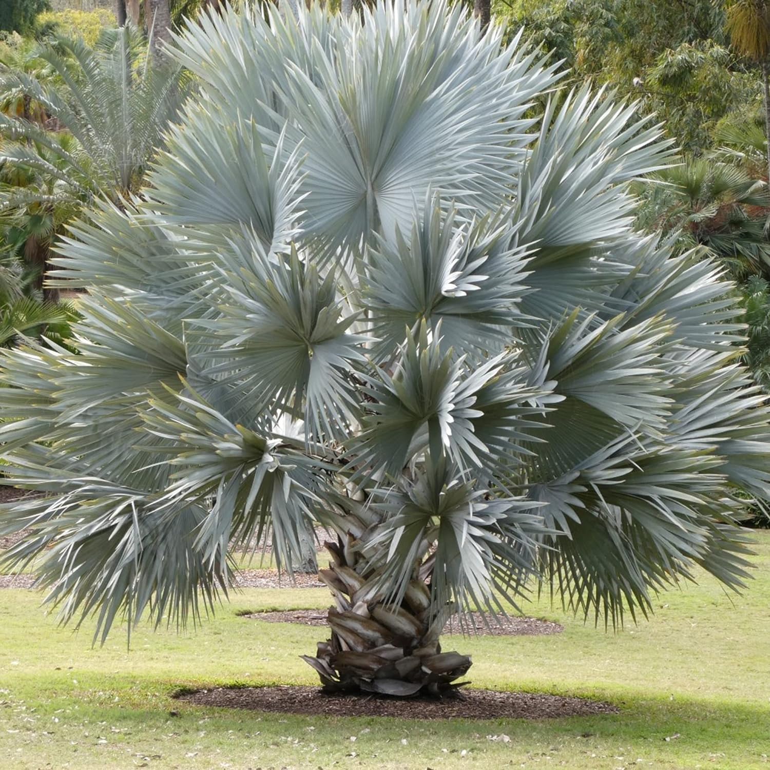 Bismarck Palm Seeds