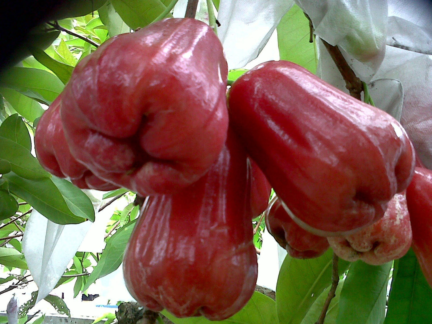 Malay Rose Apple Seeds (Syzygium malaccense)