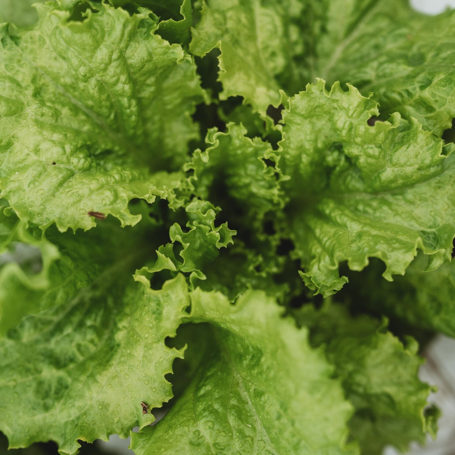 Slobolt Lettuce Salad Greens Vegetable Seeds