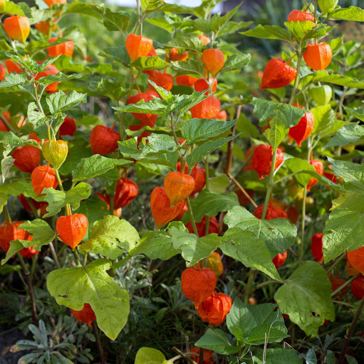 Chinese Lantern “Orange” Decorative Blooms Seeds for Flowering And Gardening