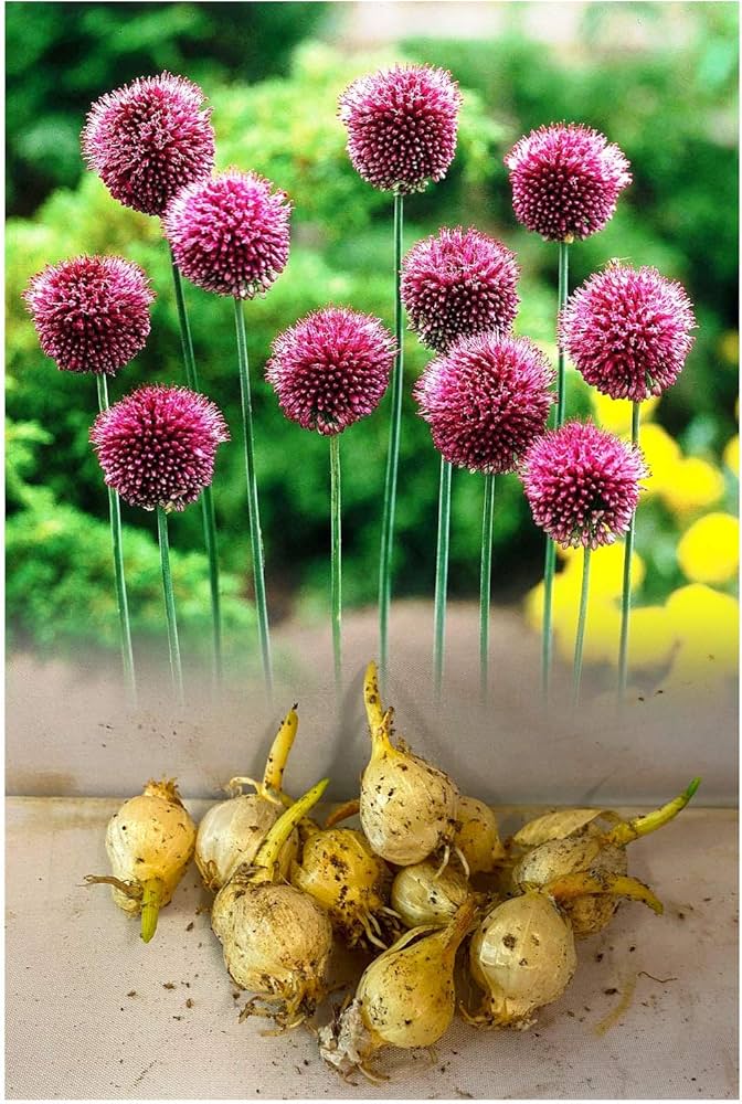 Nickende Zwiebel Allium sphaerocephalon Native Wildflower Seeds for Planting in Garden