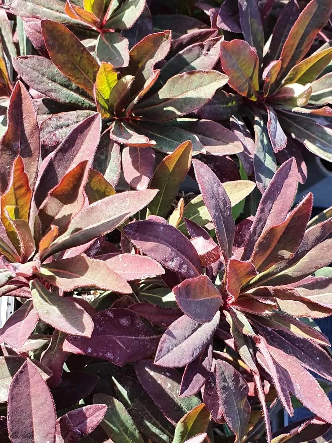 Euphorbia Amygdaloides Plant Seeds for Planting, NON GMO Seeds for planting in home garden