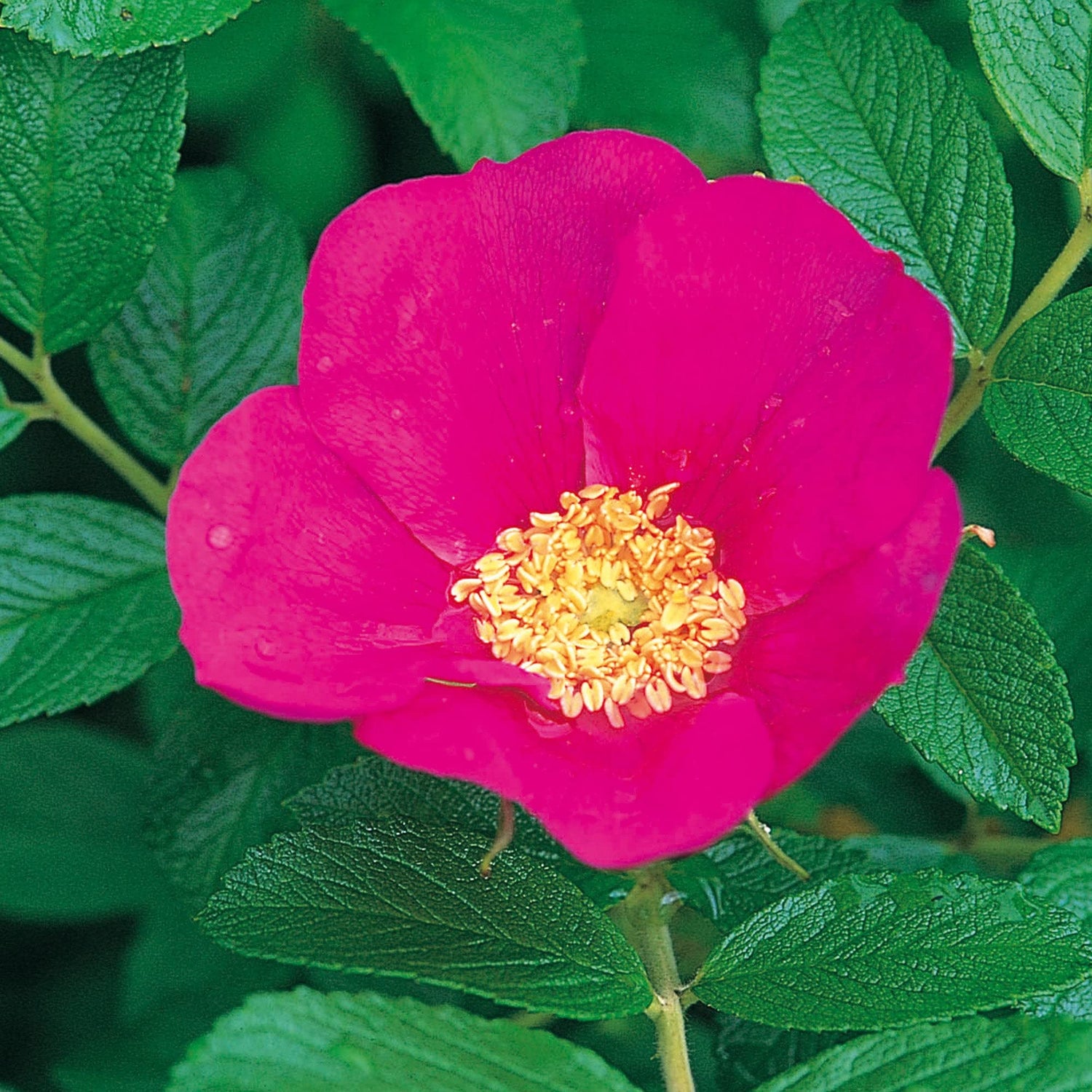 Rugosa Rose Flower Seeds for Planting