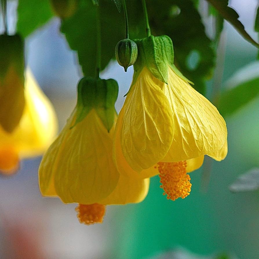 Abutilon Striatum Flower Seeds for Planting