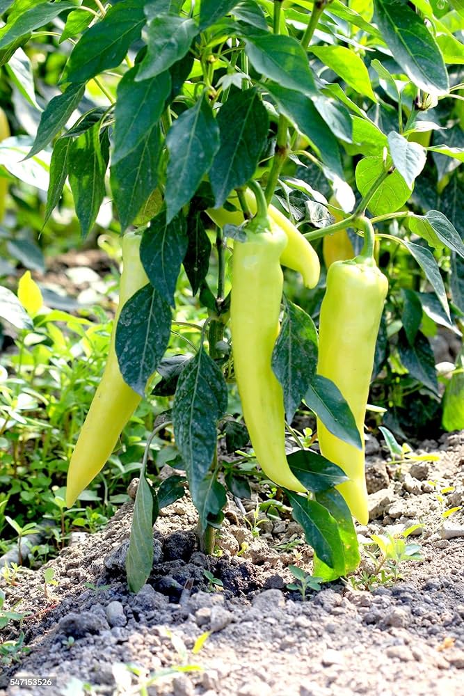 Maslin Sweet Pepper Seeds for Planting