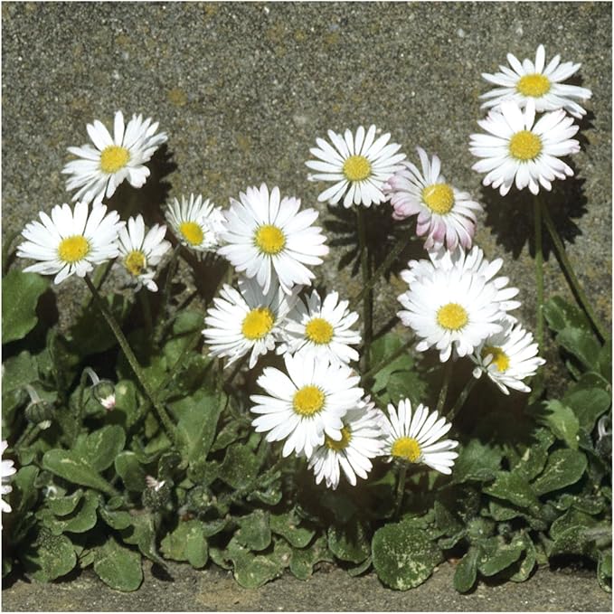 All season combo flower seeds – daisy white, dianthus red, marigold mix