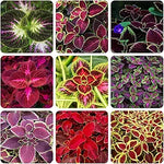 Rare Color Coleus for planting in home garden