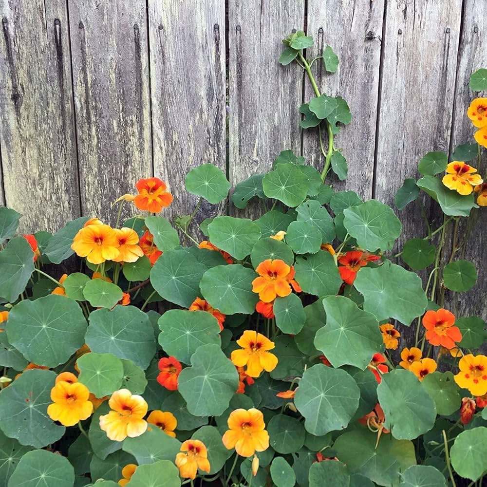 Creeping nasturtium blooms from Tropaeolum majus seeds with vivid orange and yellow trailing flowers